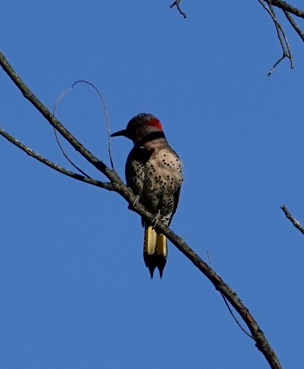 Northern Flicker (Yellow-shafted) - ML618884985
