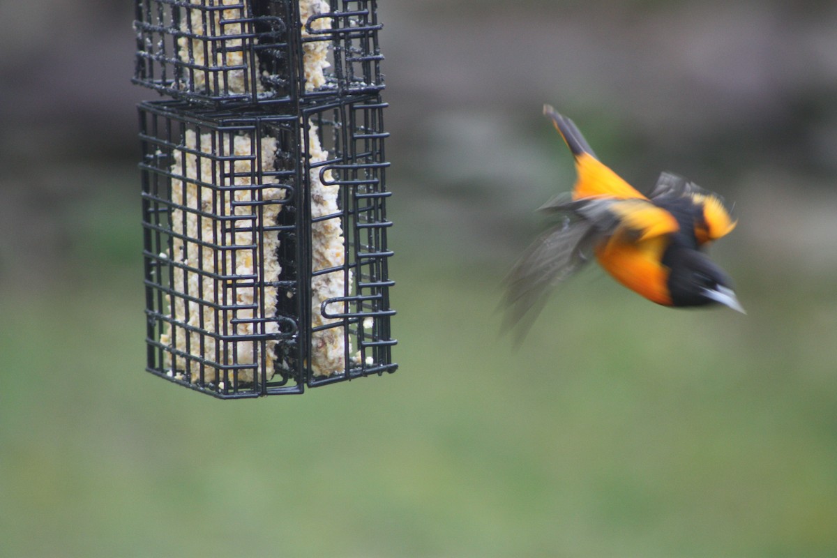 Baltimore Oriole - ML618885001