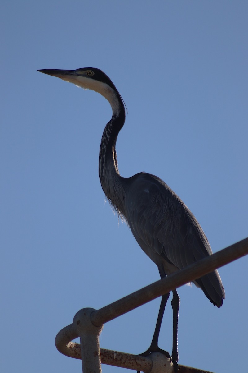 Black-headed Heron - Amber-Rose Veitch