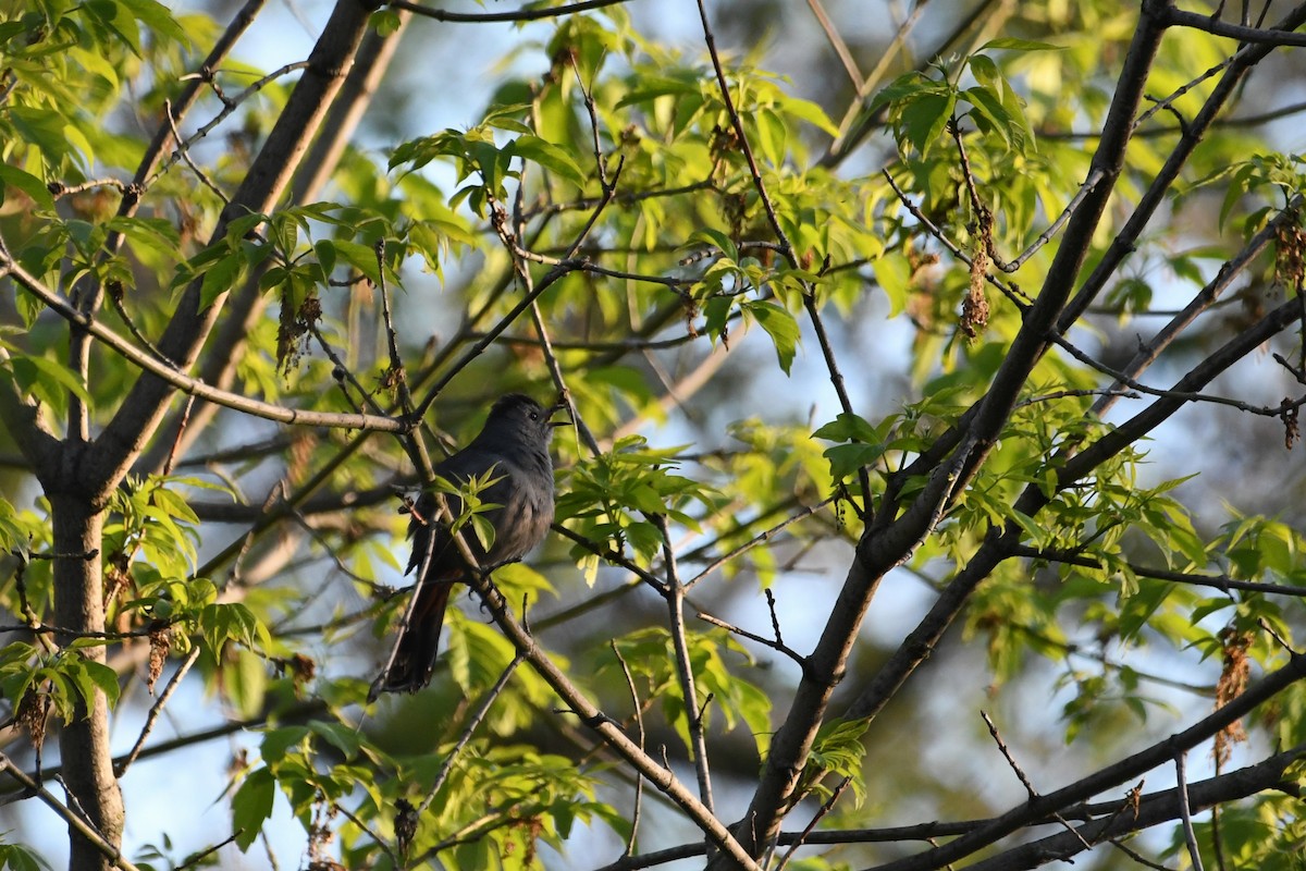 Gray Catbird - Vinay Prakatoor