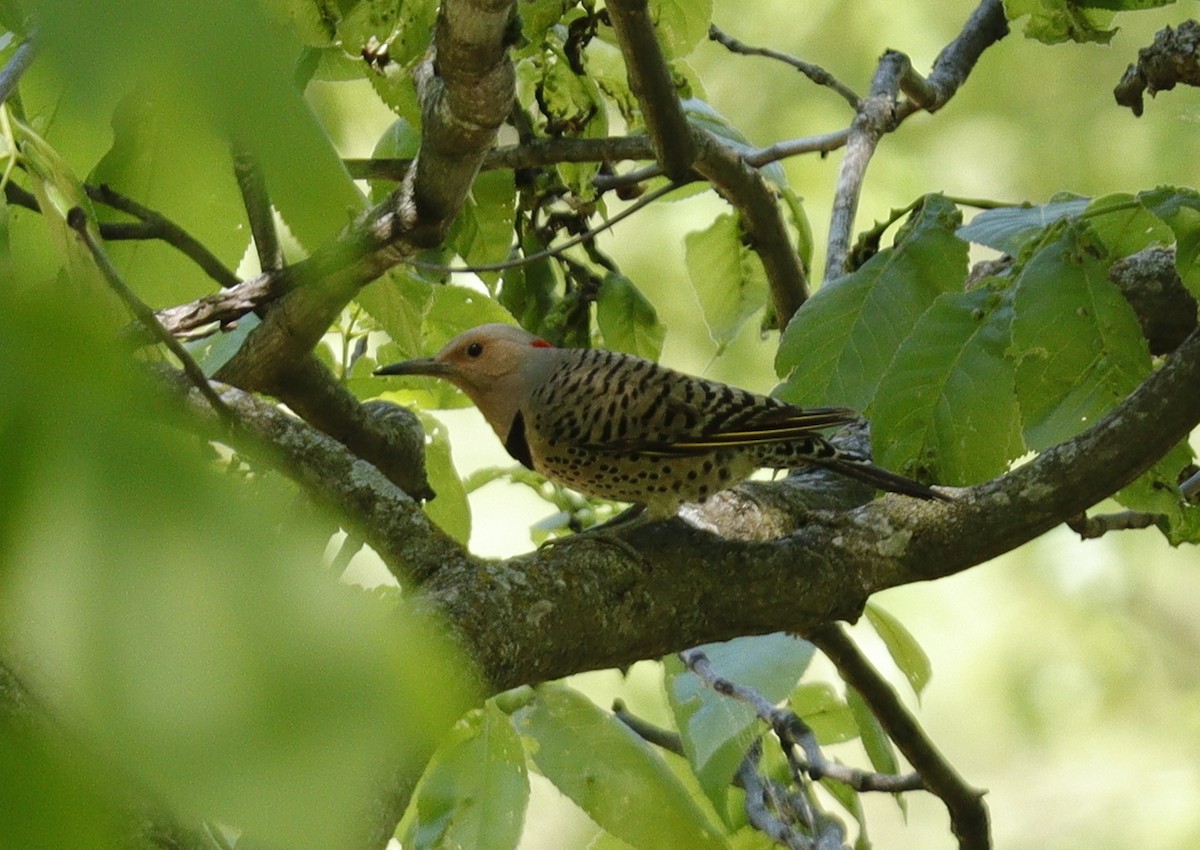 Northern Flicker (Yellow-shafted) - ML618885024