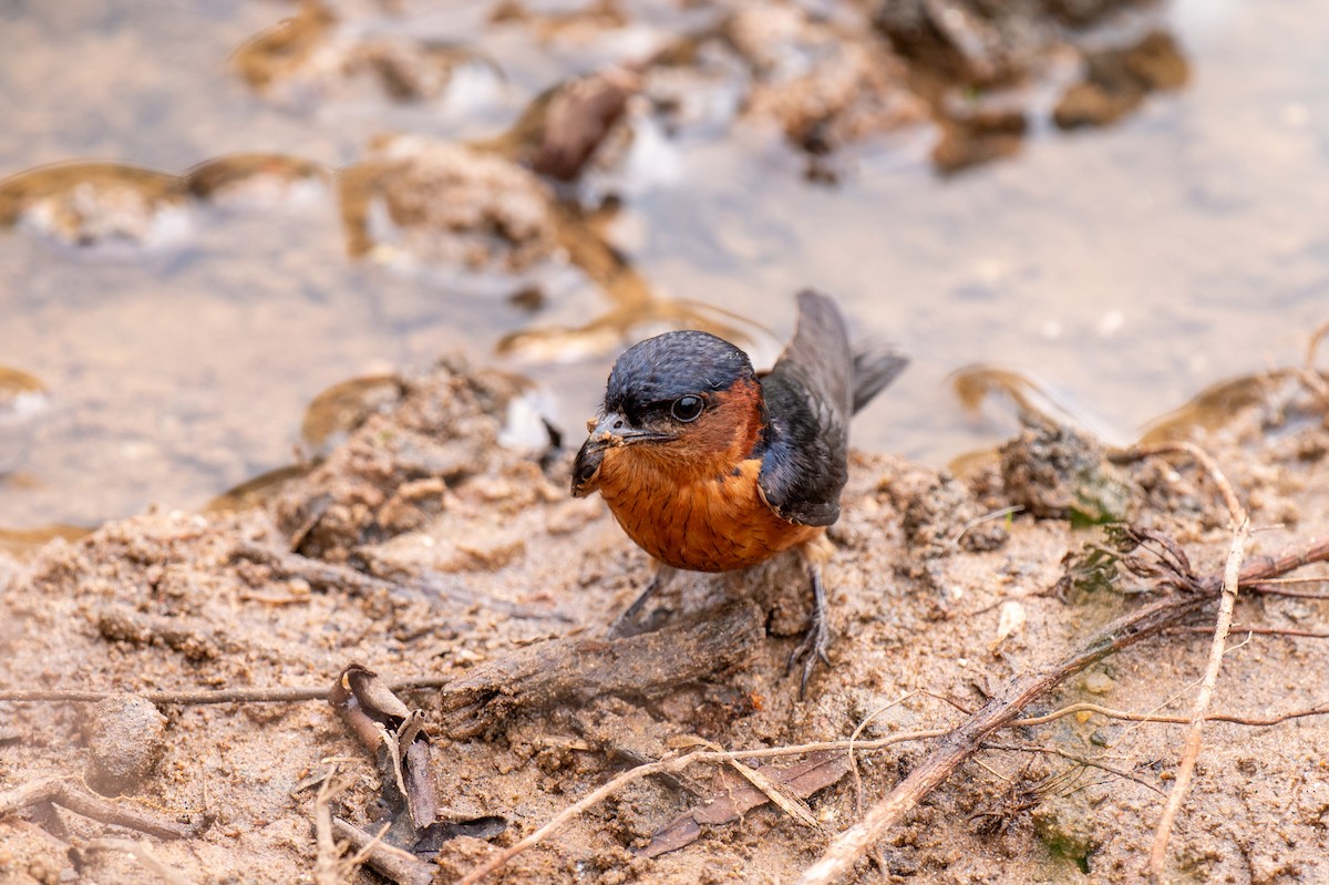 Sri Lanka Swallow - Prabath Gunasekara