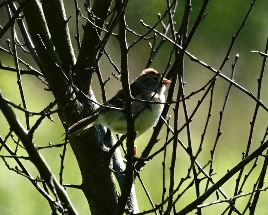 Field Sparrow - Jill Punches