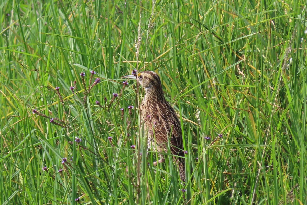 Eastern Meadowlark - Carla Paola Linares Guerrero