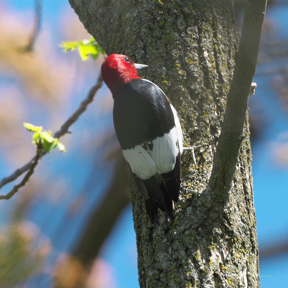 Red-headed Woodpecker - Paul Tavares