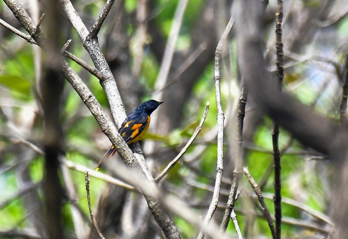 Orange Minivet - Sathish Ramamoorthy