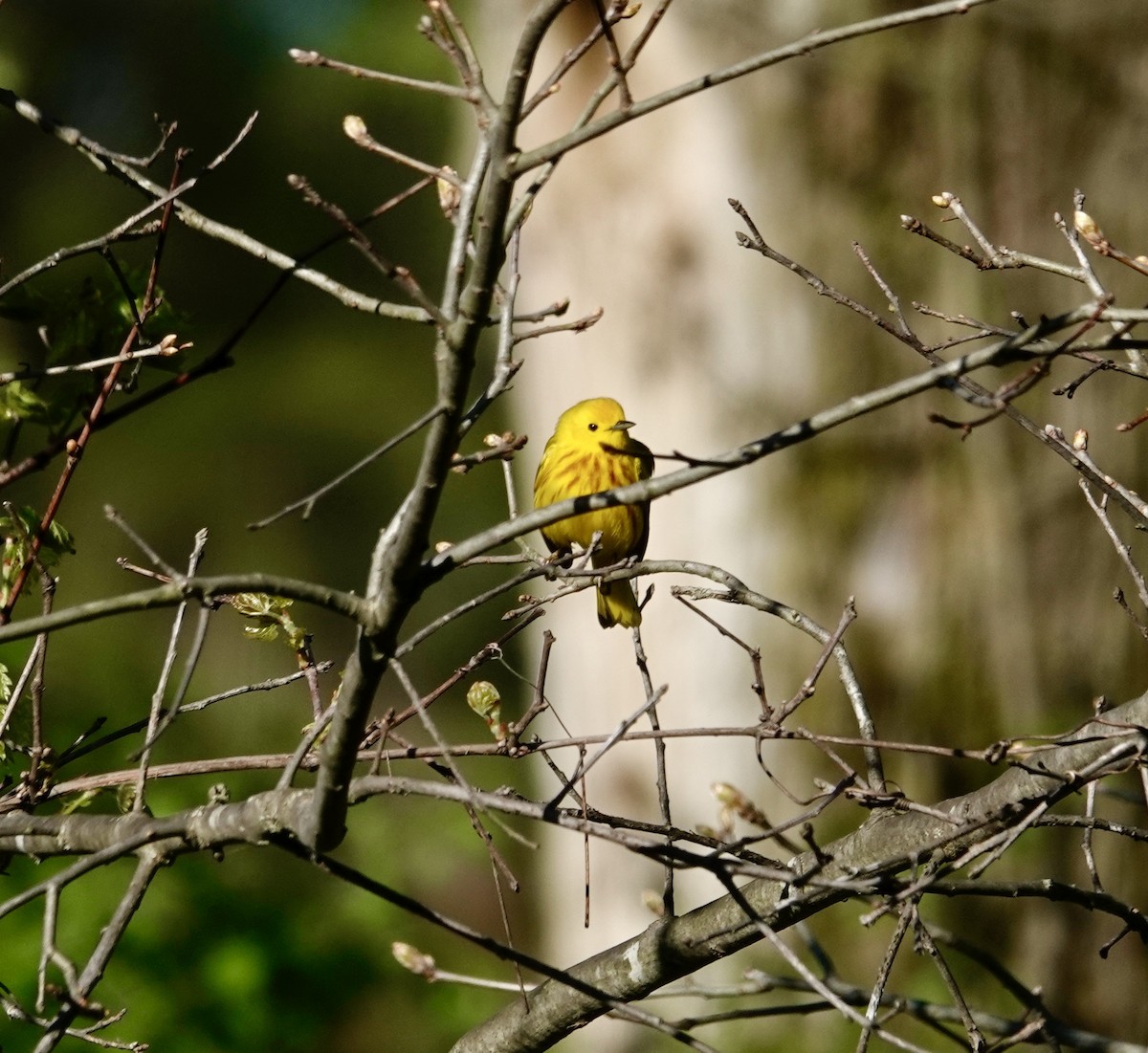Yellow Warbler - ML618885062