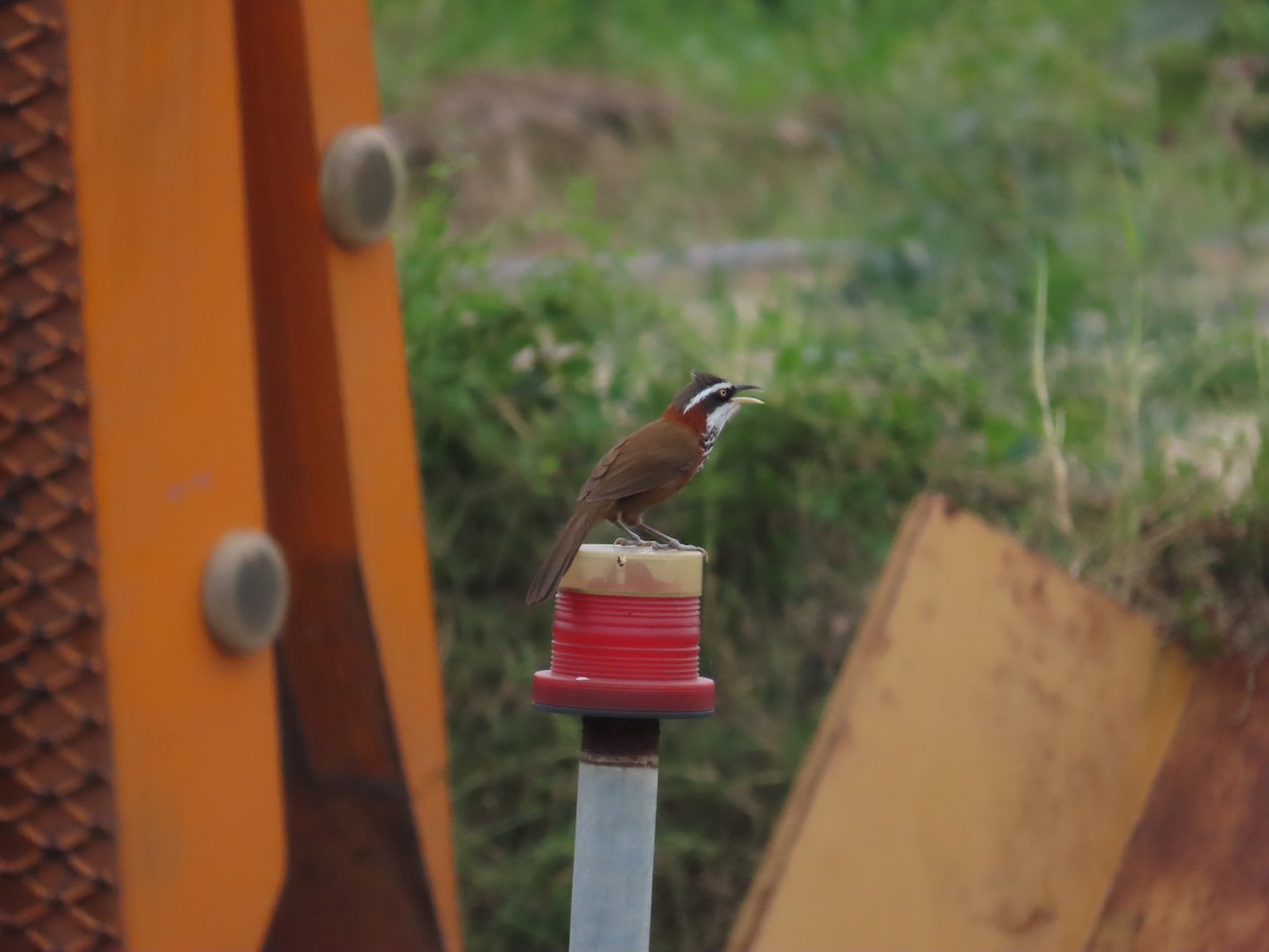 Taiwan Scimitar-Babbler - 韋勳 陳