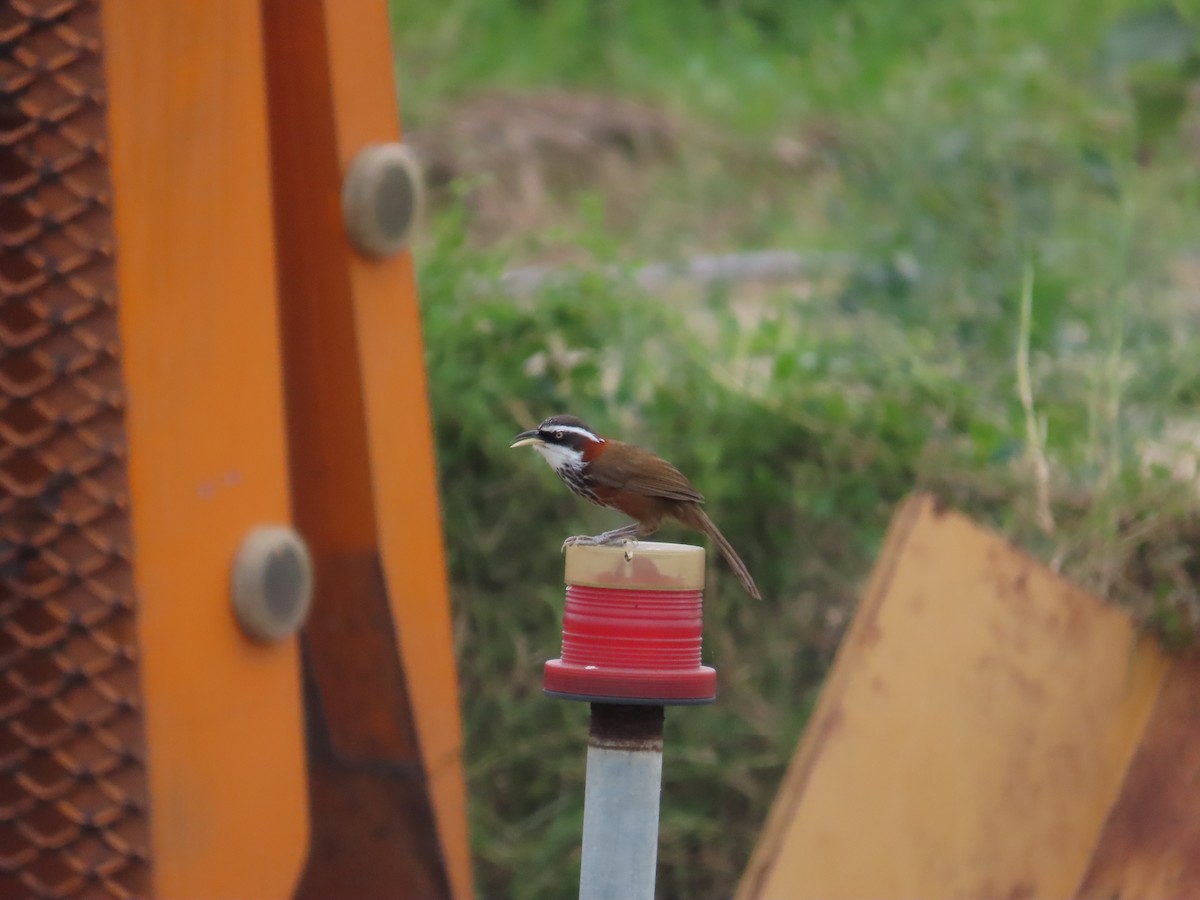 Taiwan Scimitar-Babbler - 韋勳 陳