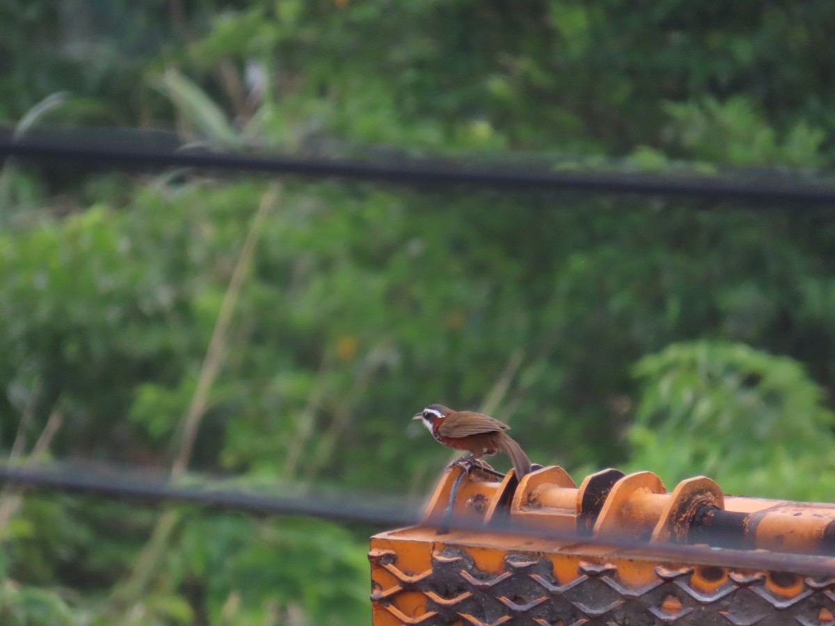 Taiwan Scimitar-Babbler - 韋勳 陳