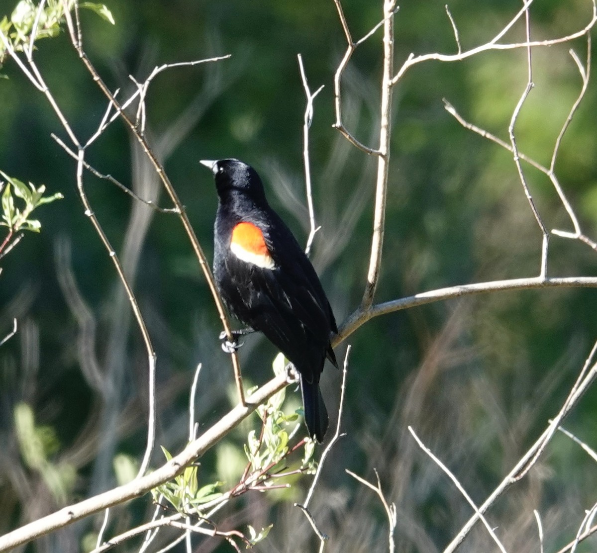 Red-winged Blackbird - ML618885079