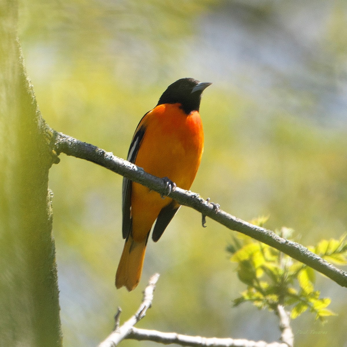 Baltimore Oriole - Paul Tavares