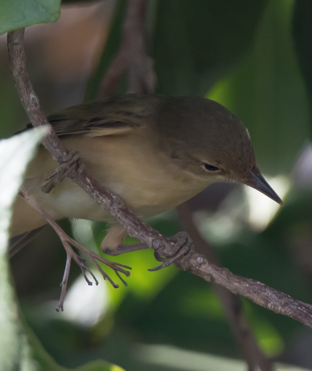 Marsh Warbler - chandana roy