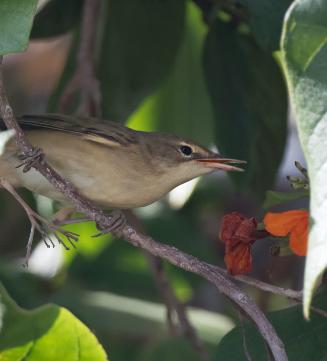 Marsh Warbler - chandana roy