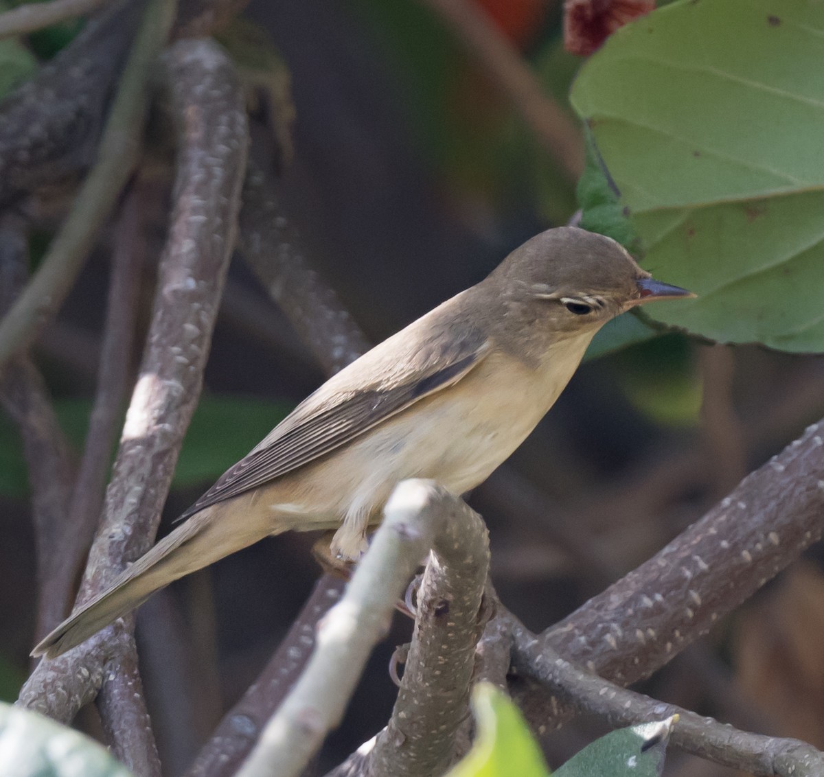 Marsh Warbler - chandana roy