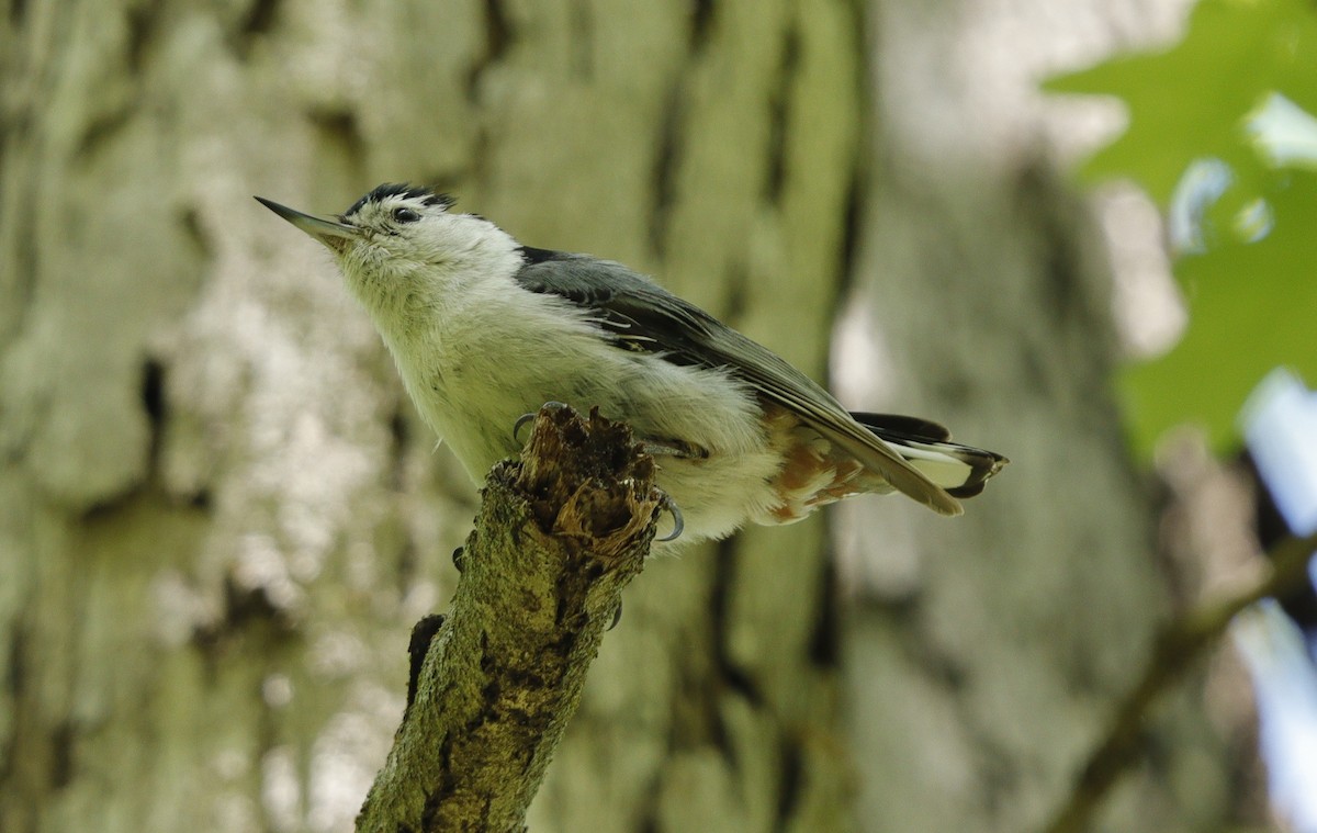 White-breasted Nuthatch - ML618885094
