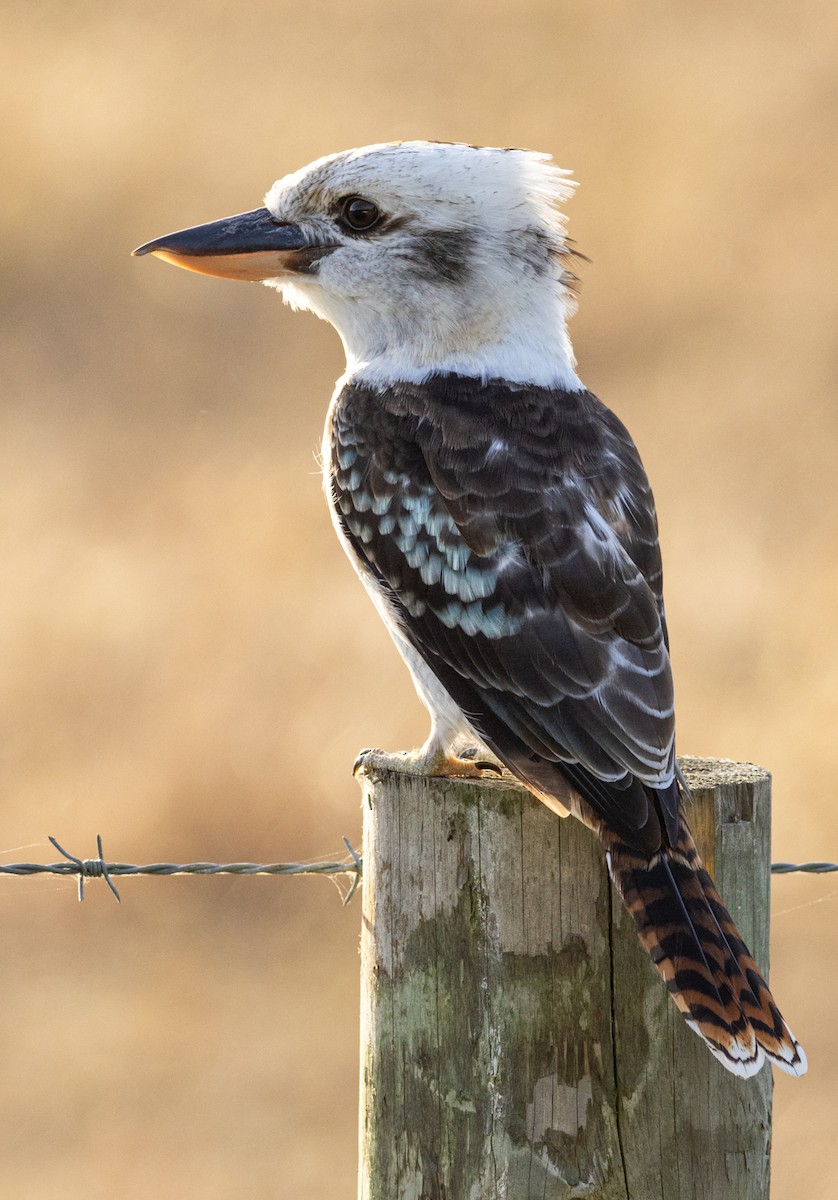 Laughing Kookaburra - Pedro Nicolau