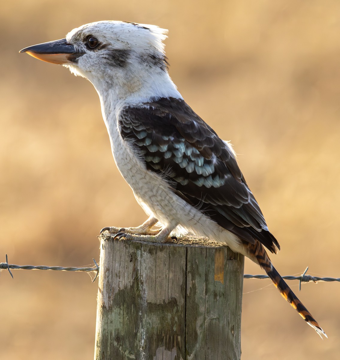 Laughing Kookaburra - Pedro Nicolau