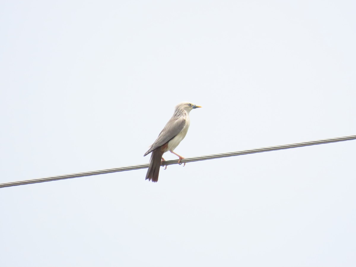 Chestnut-tailed Starling - 韋勳 陳