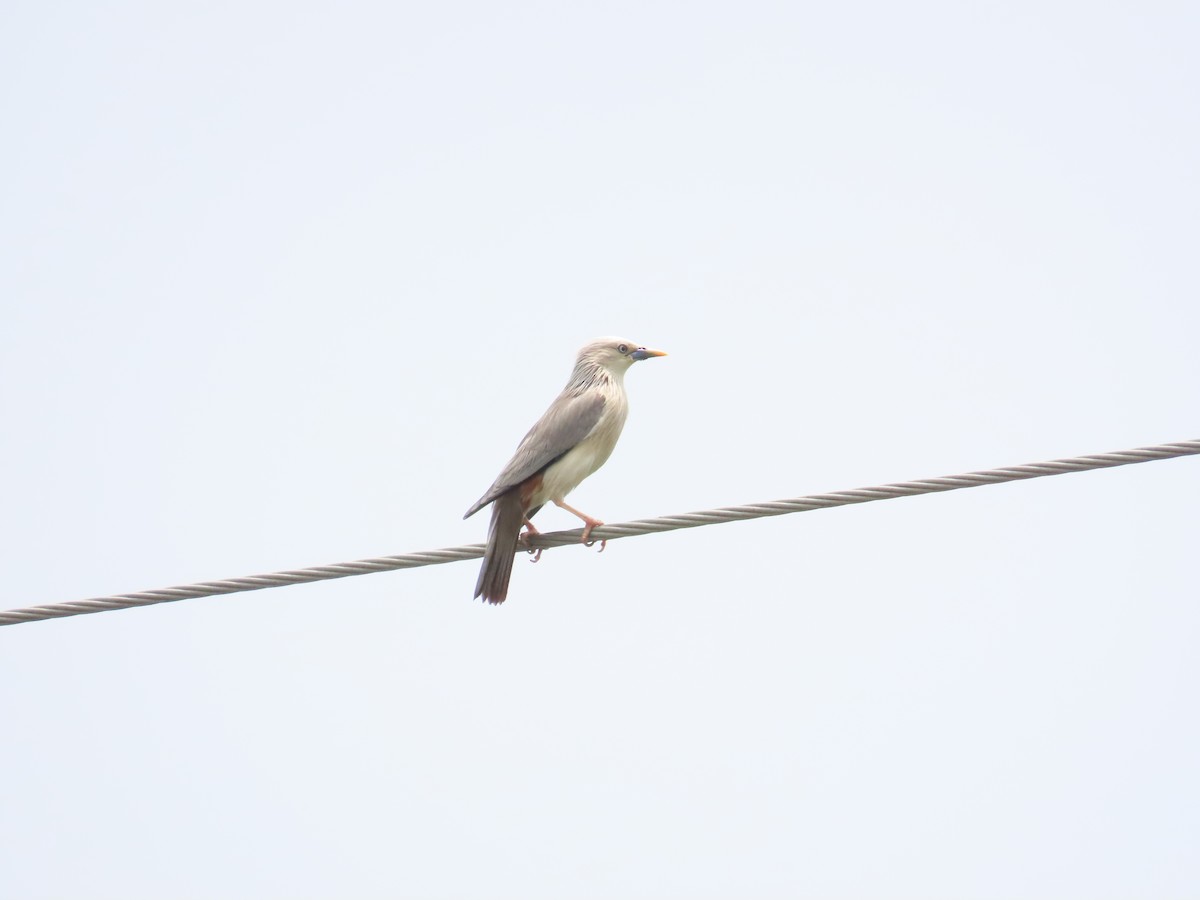 Chestnut-tailed Starling - 韋勳 陳