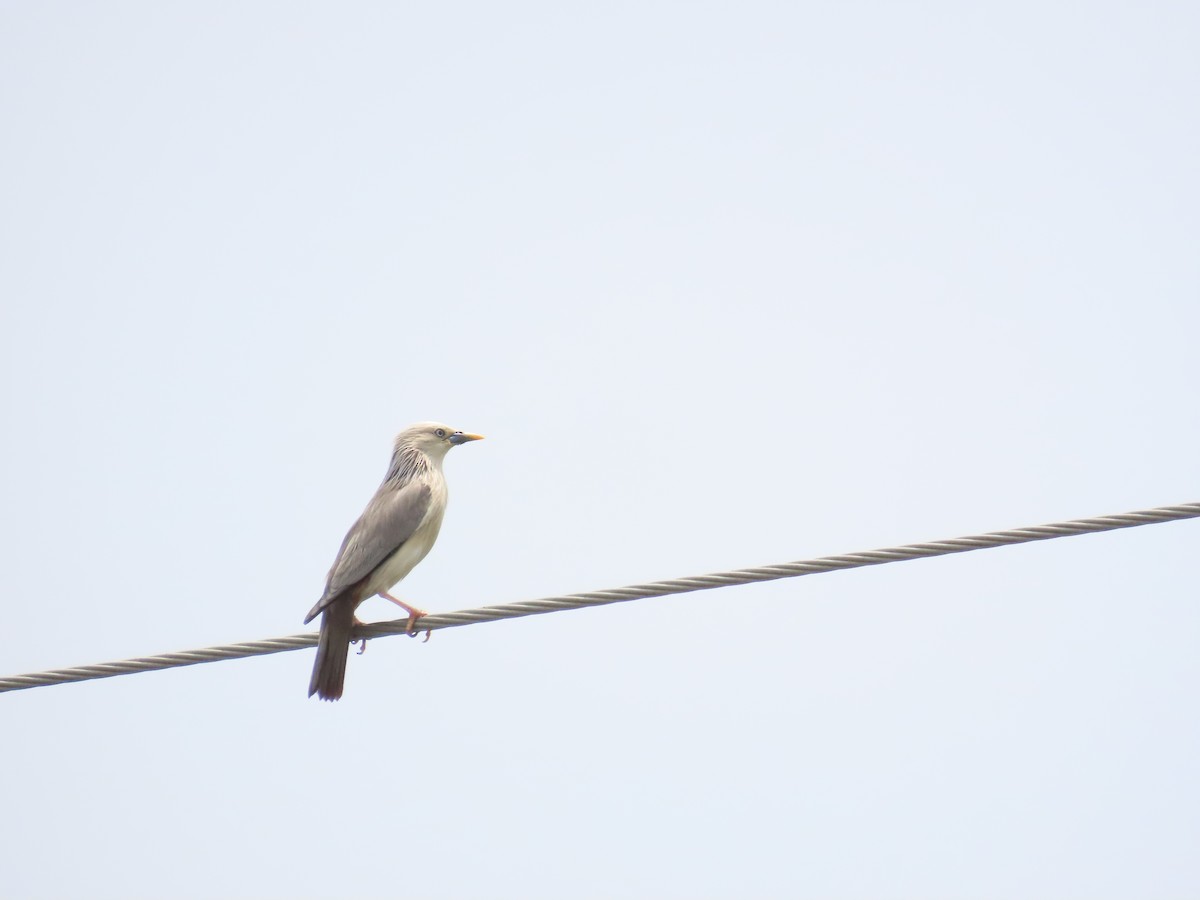 Chestnut-tailed Starling - 韋勳 陳