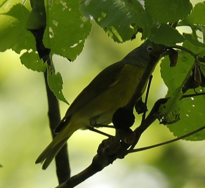 Nashville Warbler - Eric B