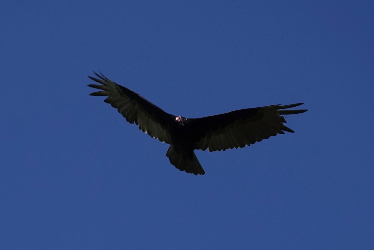 Turkey Vulture - ML618885142