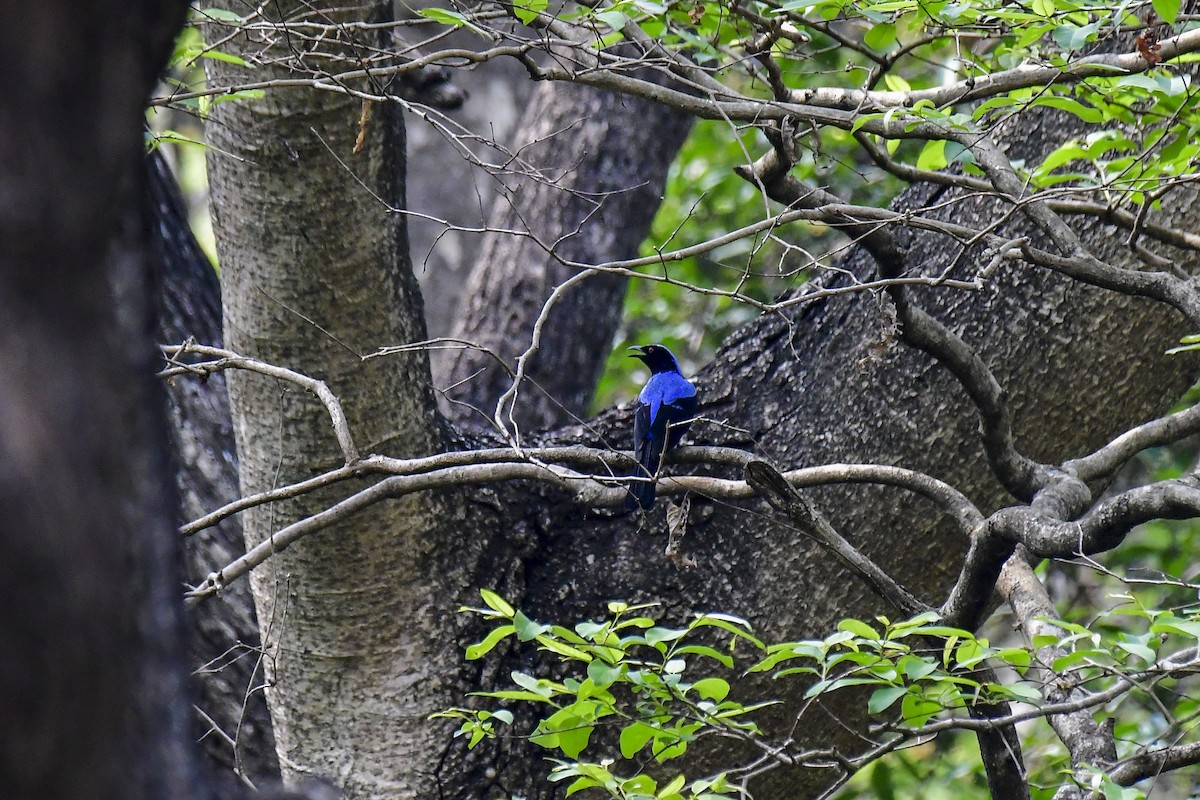 Asian Fairy-bluebird - Sathish Ramamoorthy