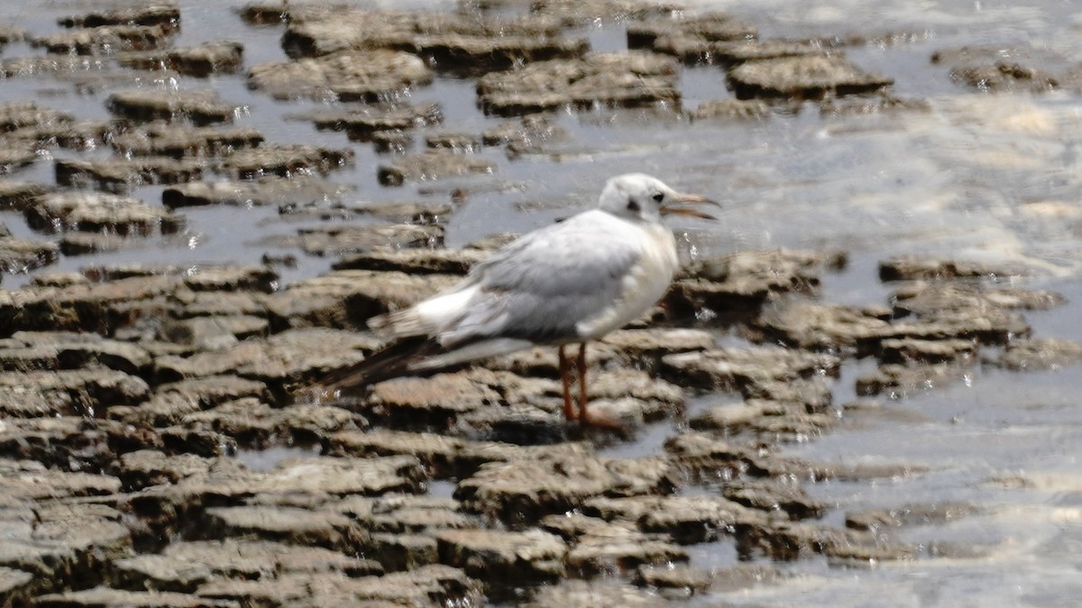 Black-headed Gull - YiN LAI