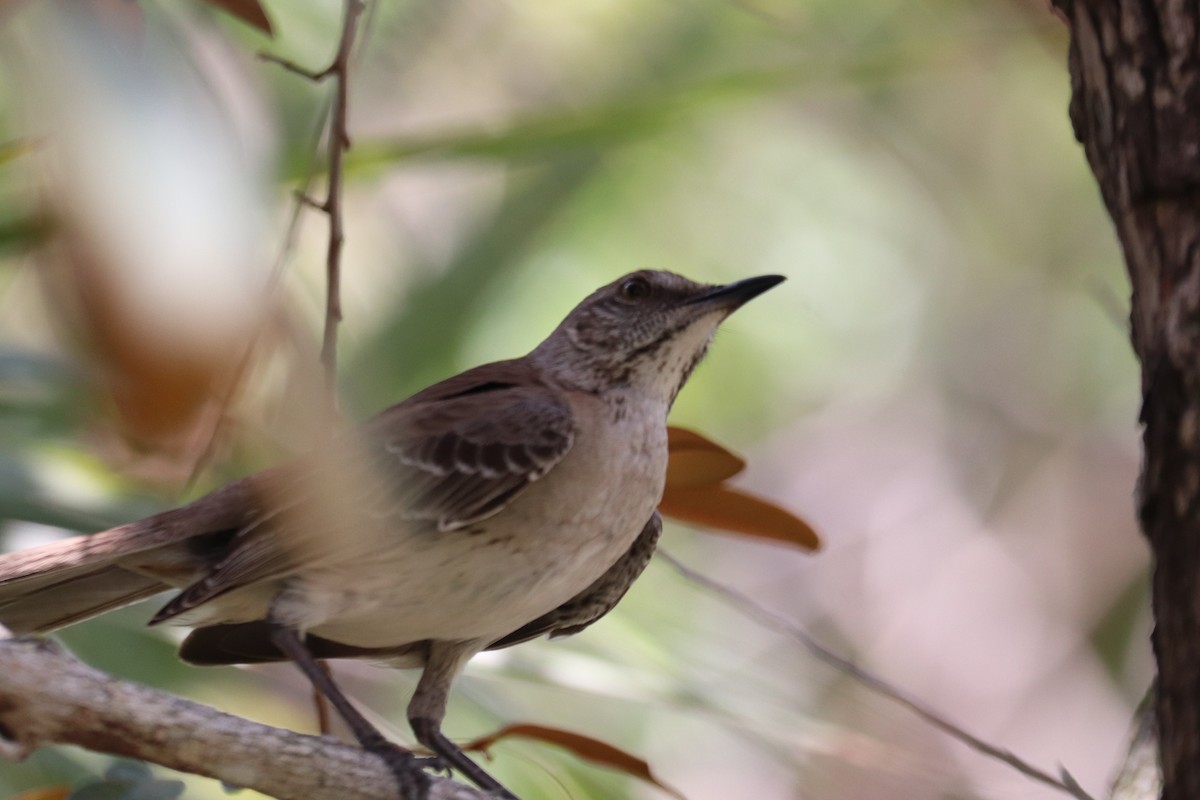 Bahama Mockingbird - Ken Thayer