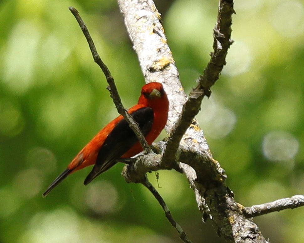 Scarlet Tanager - ML618885189