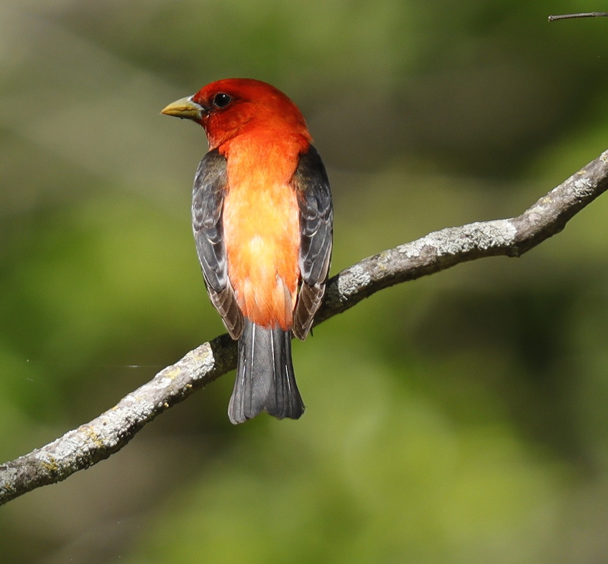 Scarlet Tanager - ML618885190