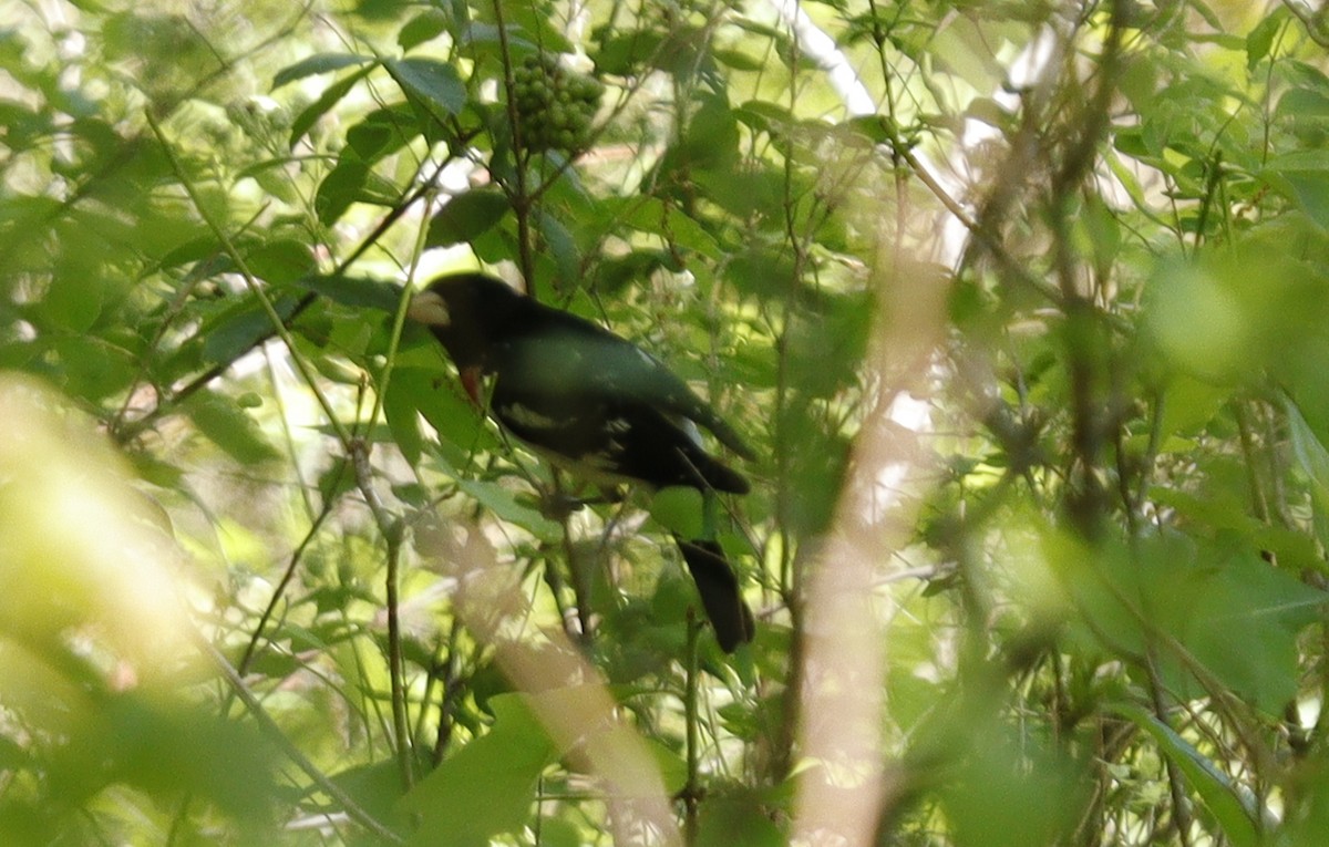 Rose-breasted Grosbeak - ML618885198