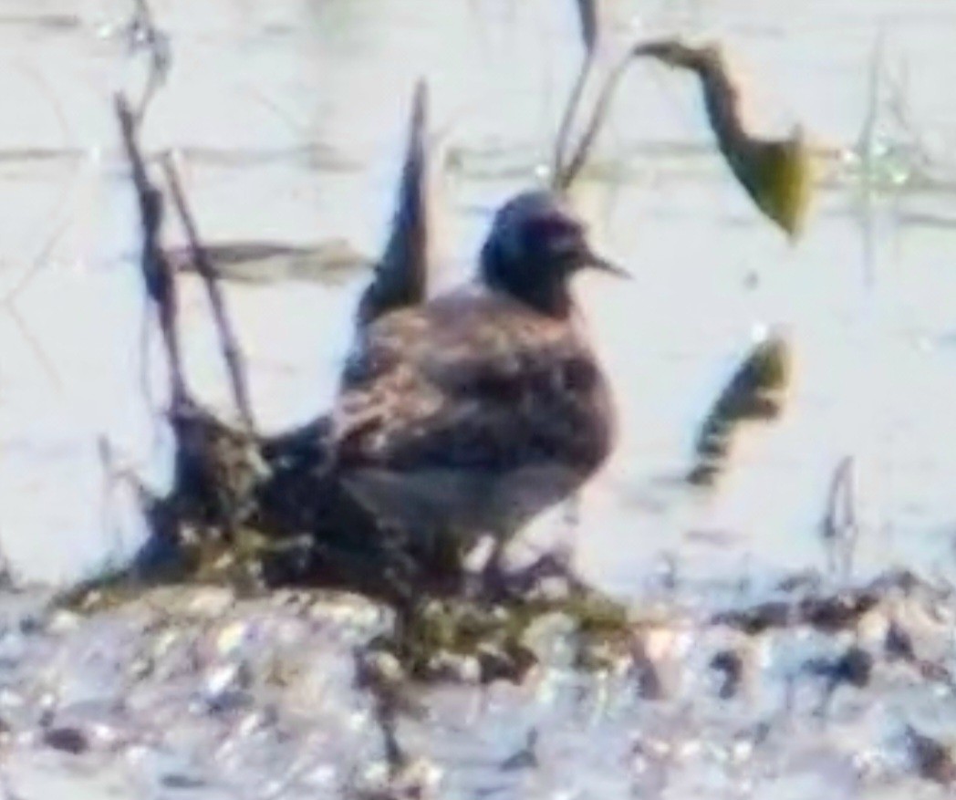 Ruddy Turnstone - Alan  Hitchings