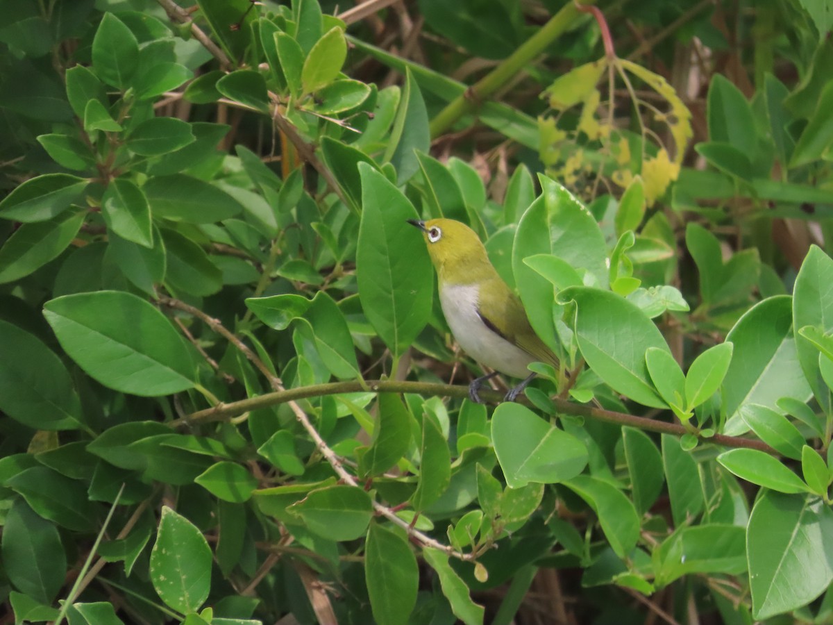 Swinhoe's White-eye - 韋勳 陳