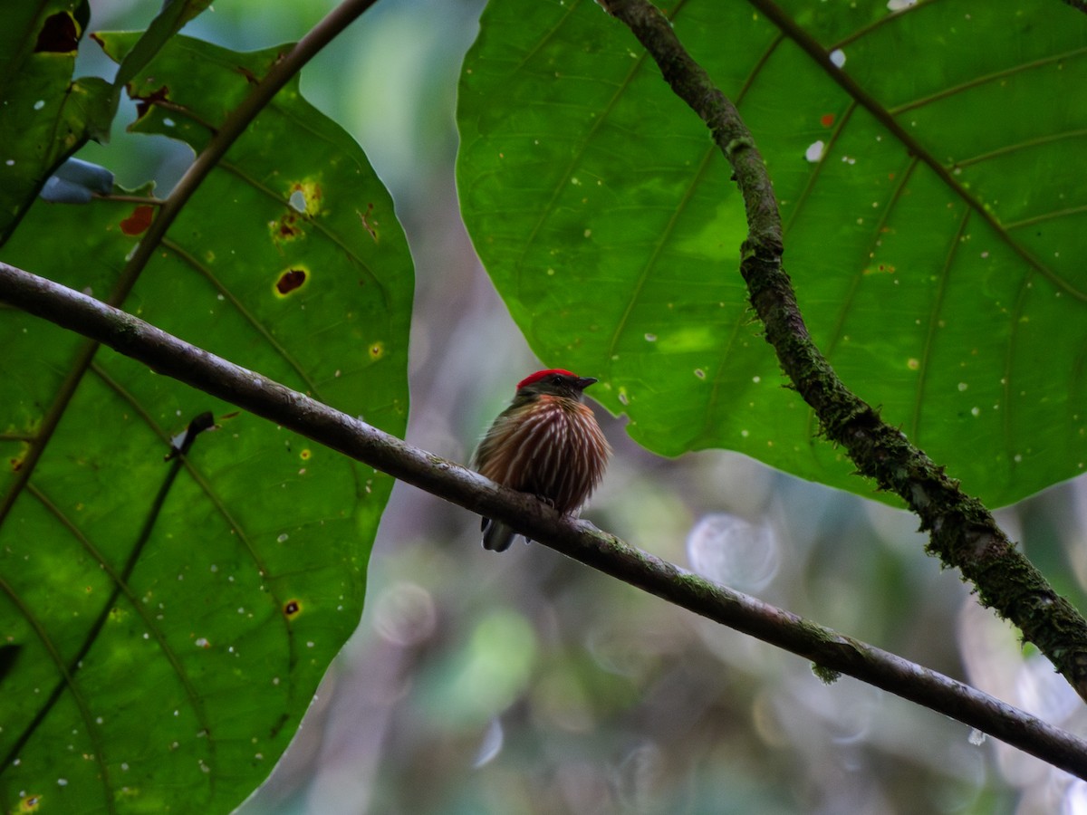 rødstripemanakin - ML618885234