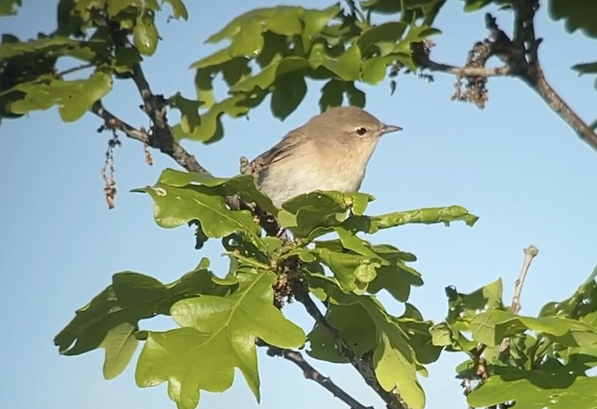 Garden Warbler - Paul Wood