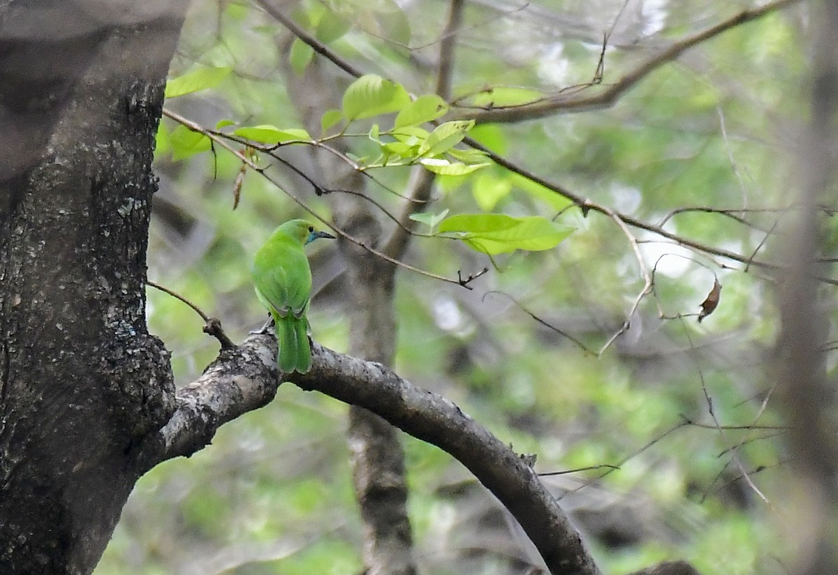 Jerdon's Leafbird - Sathish Ramamoorthy