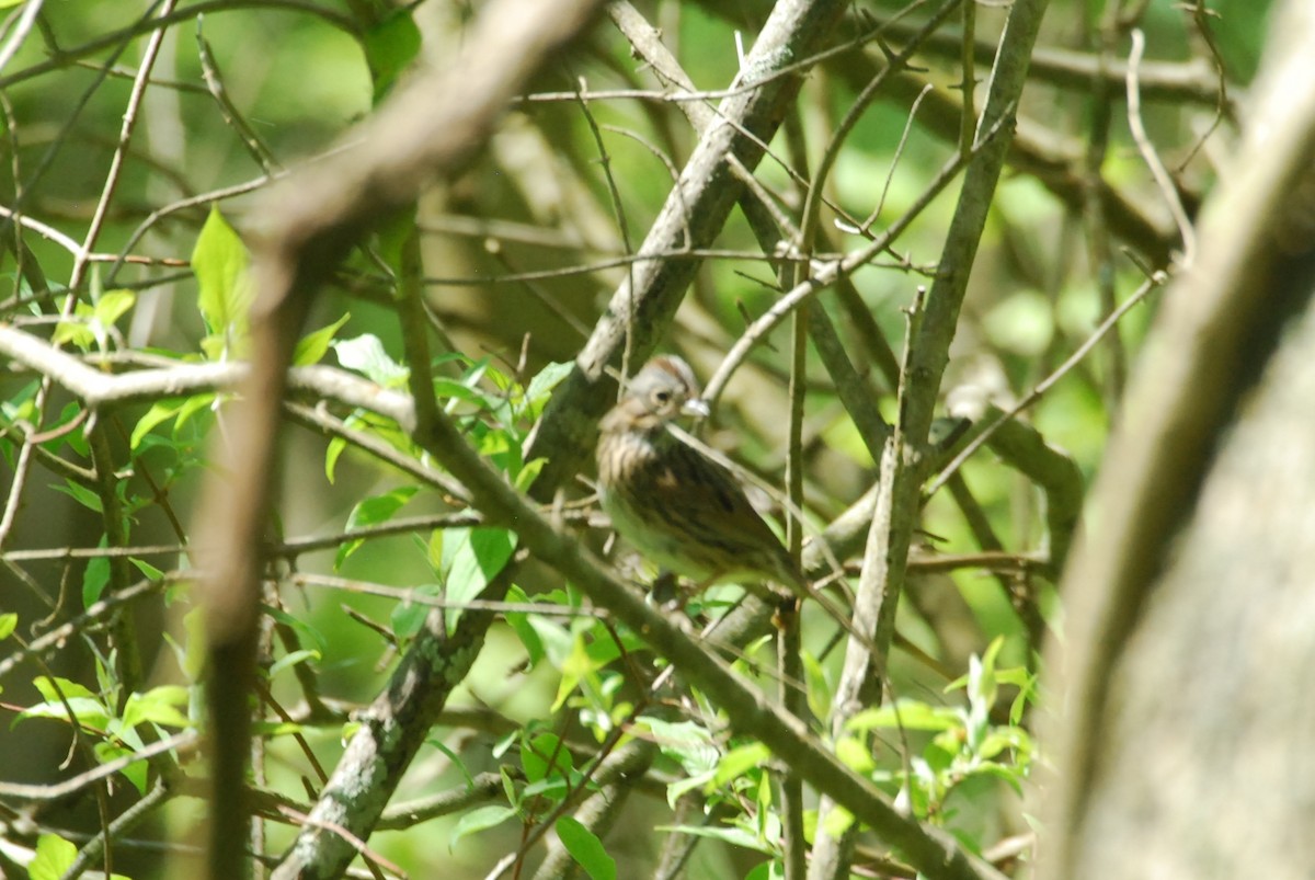 Lincoln's Sparrow - roy sorgenfrei