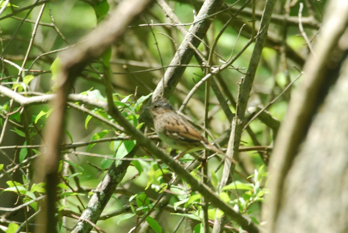 Lincoln's Sparrow - roy sorgenfrei