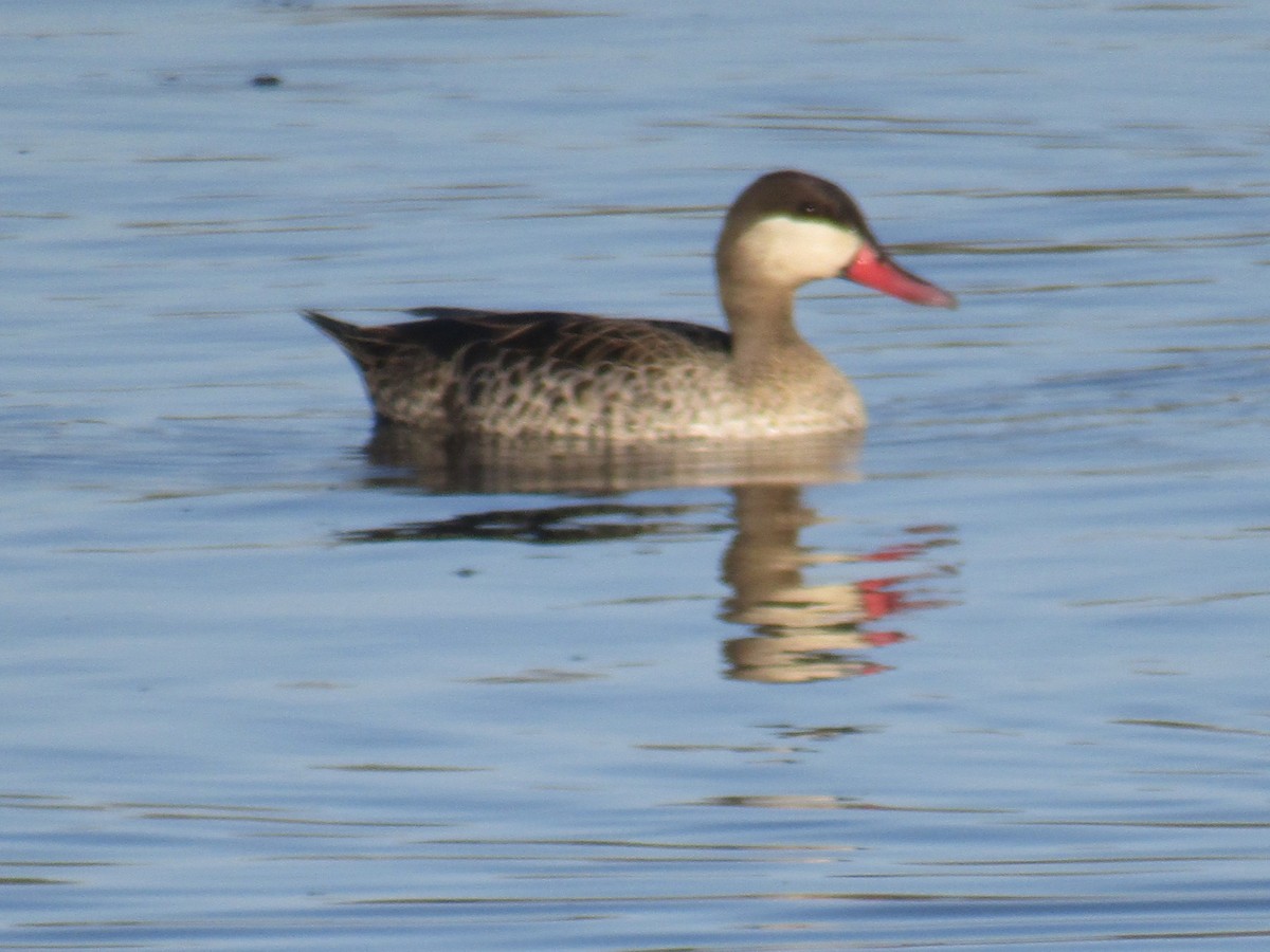 Red-billed Duck - Gareth Bain