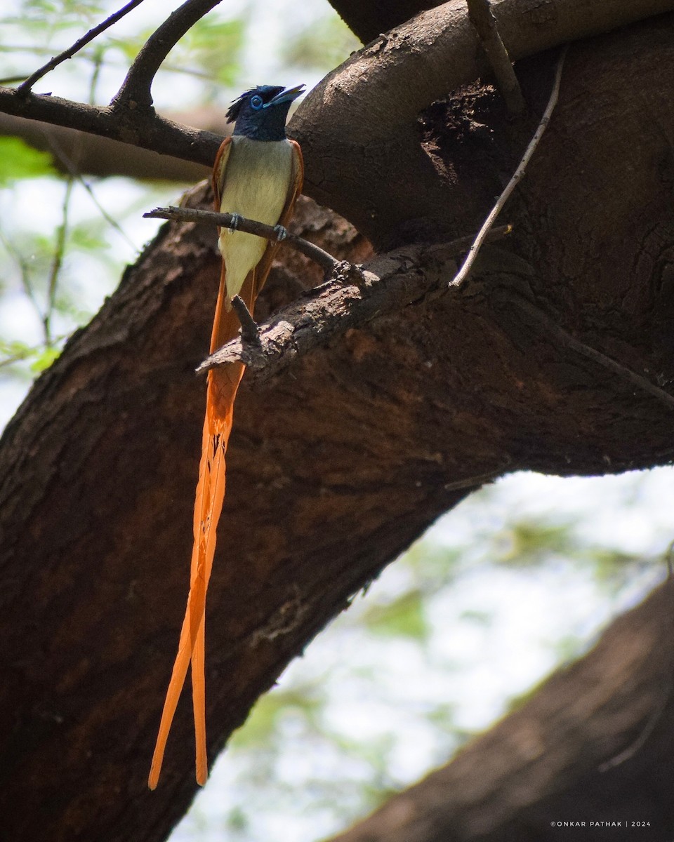 Indian Paradise-Flycatcher - Onkar Pathak