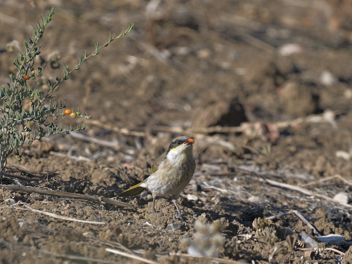 medosavka zpěvná - ML618885284