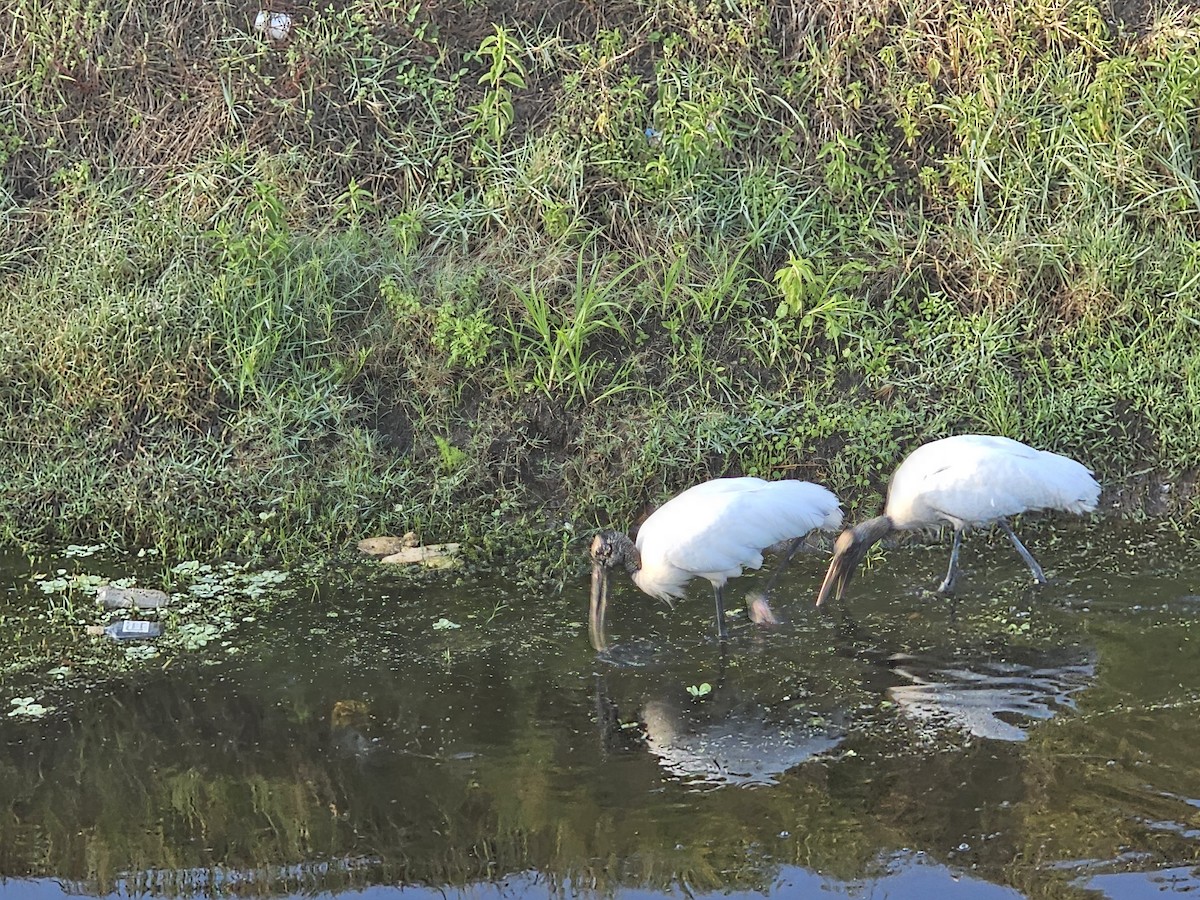 Wood Stork - Martin Mann