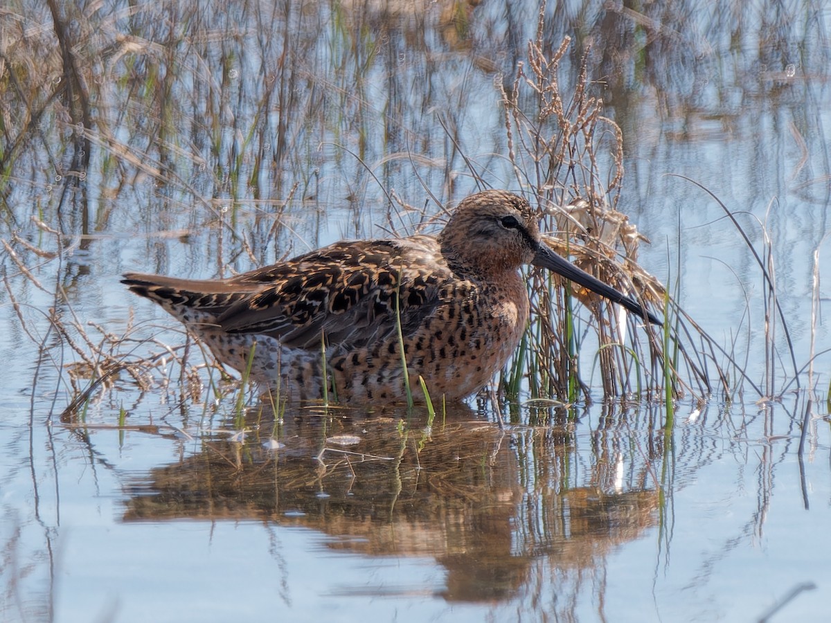 Short-billed Dowitcher - Daniel Schlaepfer