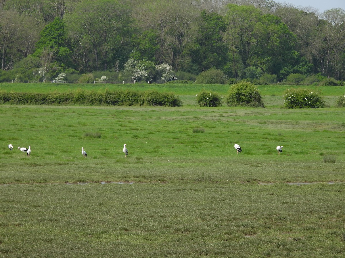 White Stork - Paul James