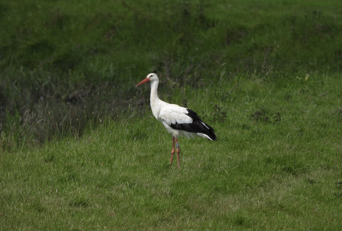 White Stork - Paul James