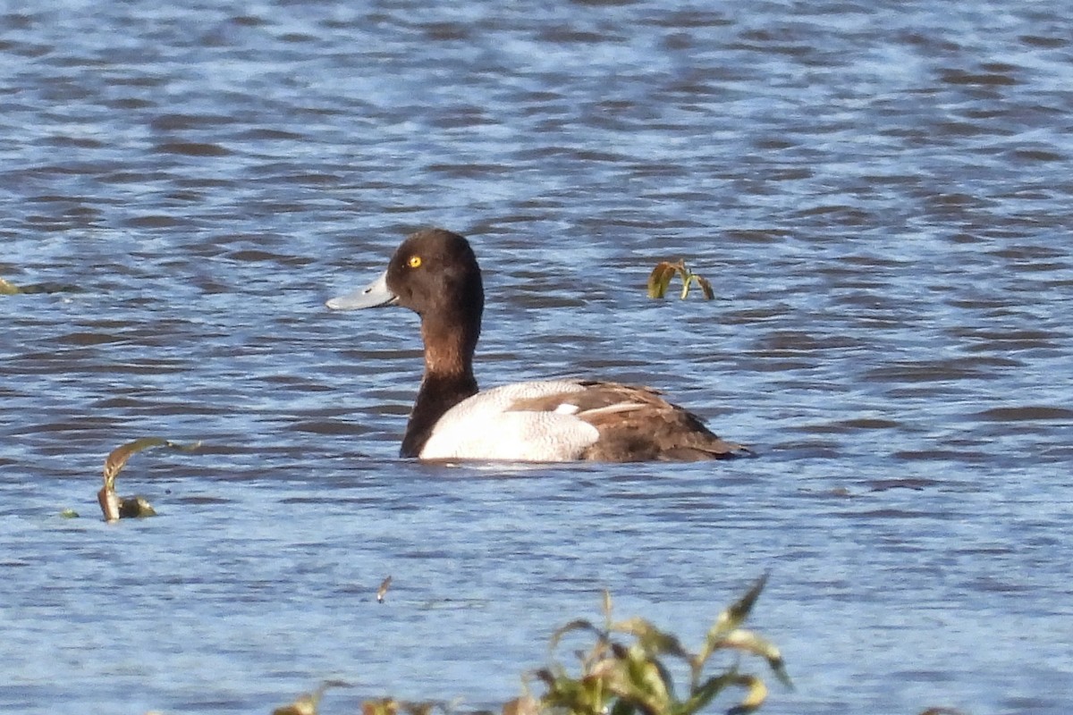 Lesser Scaup - Anne Ensign