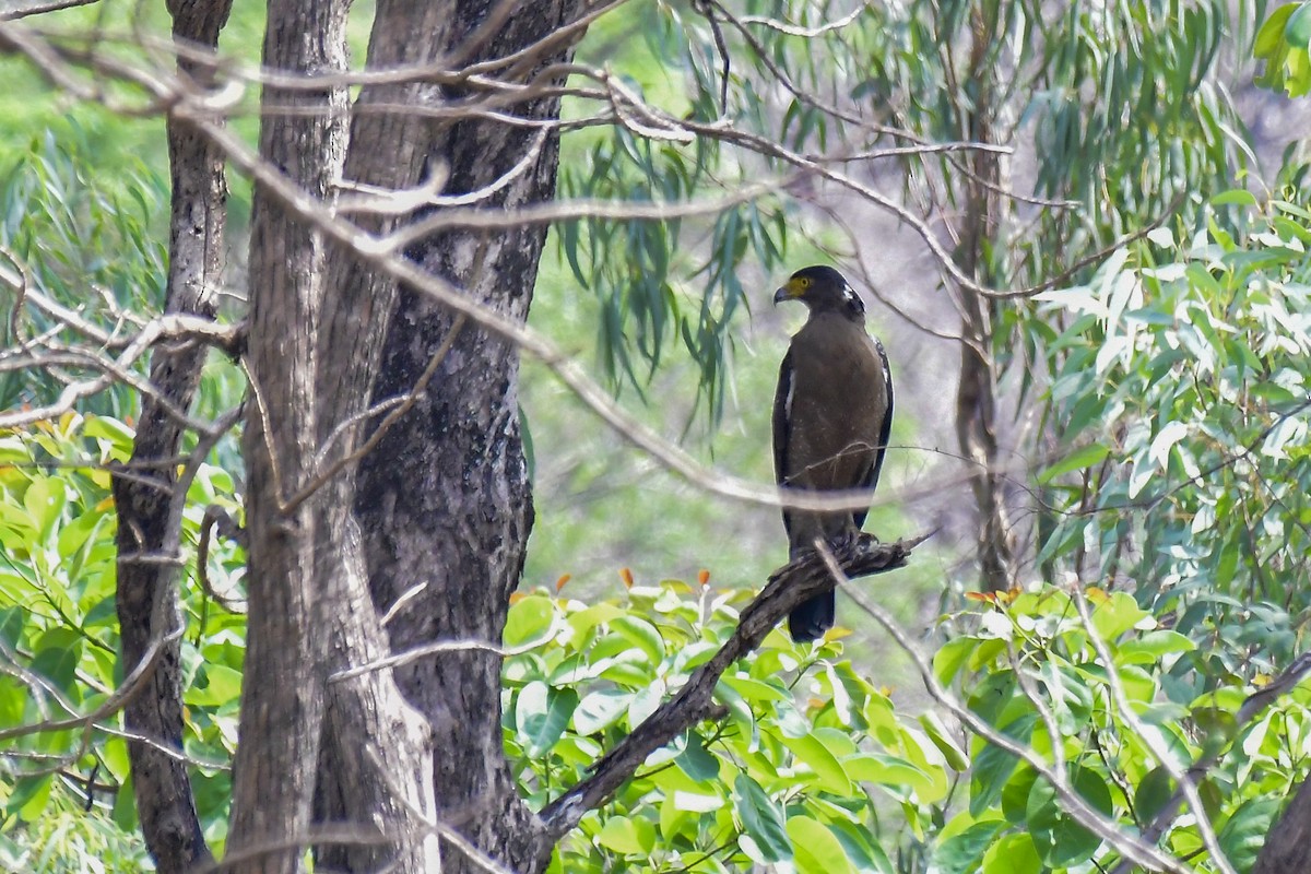 Crested Serpent-Eagle - Sathish Ramamoorthy