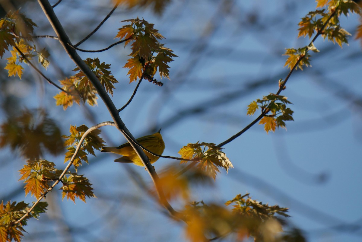 Yellow Warbler - Robert Huxley